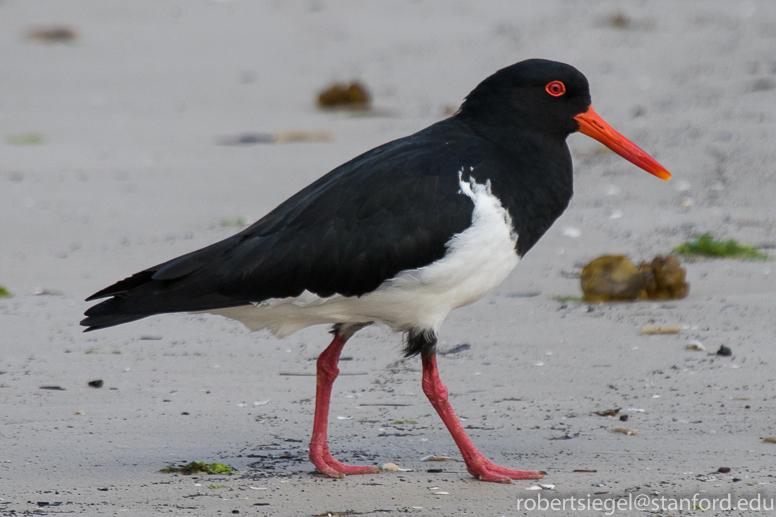 oyster catcher